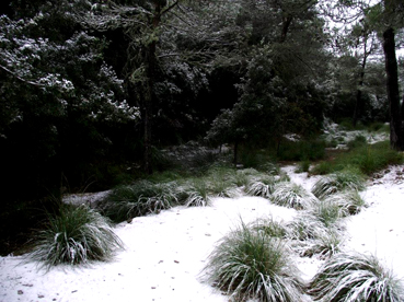Una estampa nevada del Puig Major, ahir