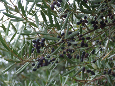 Un ullastre carregat d'olivó