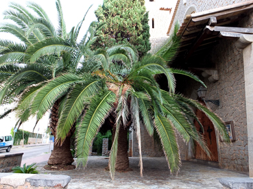 La palmera malalta pel becut