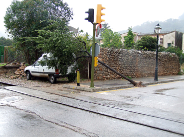 Un arbre ha estat arrabassat al Camp de s'Oca.