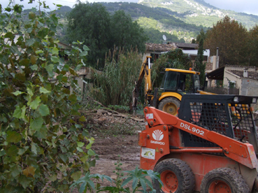 Una palera arrebassant les rebasses dels arbres