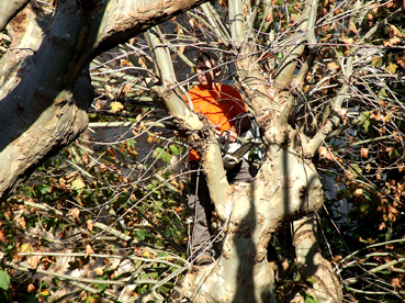 Un operari enfilat a l'arbre que ha d'exsecallar