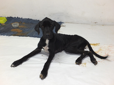 L'animal desnodrit ha rebut atenció veterinària urgent