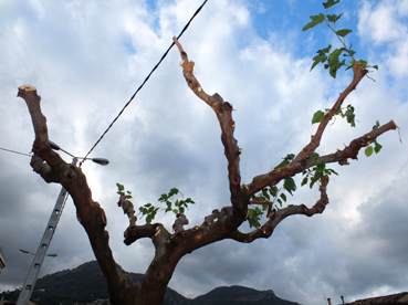 Un arbre exsecallat a Teixidors