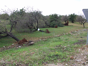 Imatge dels camps d'ametllers a la carretera de Sóller, en el terme de Bunyola.