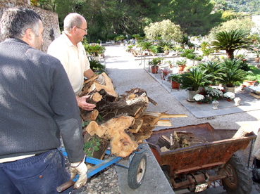 Operaris municipals retirant els arbres caiguts.