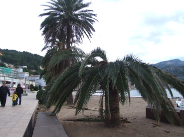 Una palmera de Can Generós, moribunda