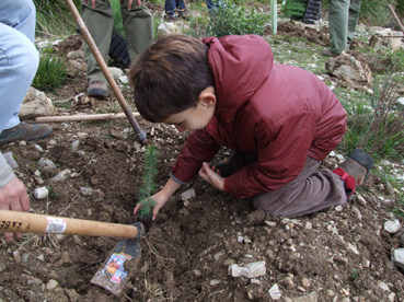 Un nin plantant un pi