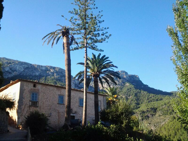 La palmera que va haver de ser talada.