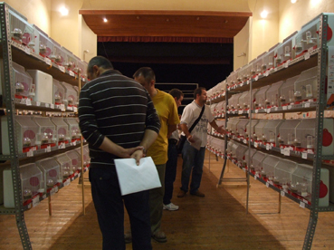 Les gàbies han ocupat el pati de butaques