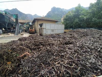 Garroves recol.lectades, aquesta setmana, a la cooperativa de Sóller.