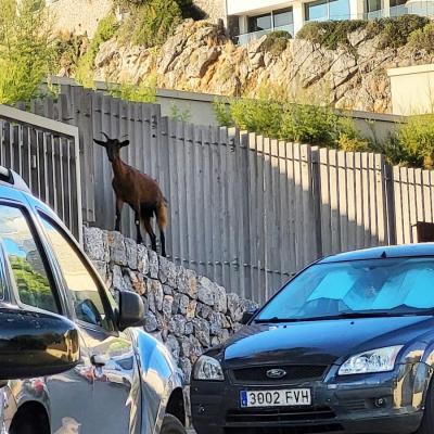 Una cabra, enfilada a una paret a les immediacions del Jumeirah.