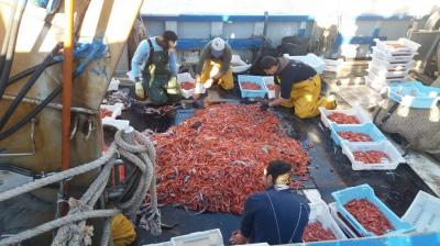 Les barques de pesca arriben aquests dies al Port carregades de gamba.