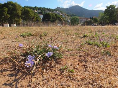 La Vila vol definir els diferents espais i usos que tendrà el recinte.