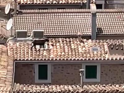 La cabra damunt la casa