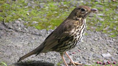 La temporada de caça comença a partir de dimarts.