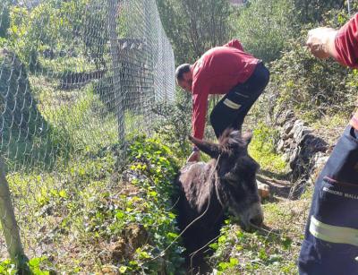 Efectius dels cossos d'emergències durant el rescat de l'animal.