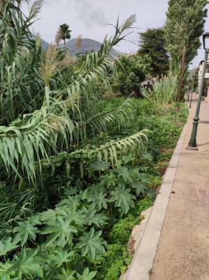 El torrent de Biniaraix, a Ca les Ànimes