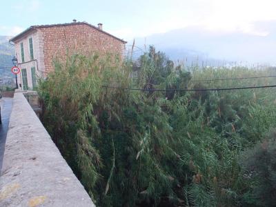 L'esbaldreg està cobert de vegetació