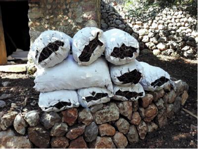 La garrova ja s'està recollint als olivars.