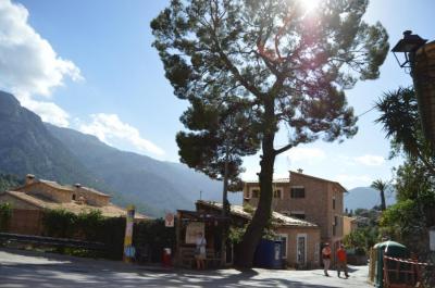 El pi situat al carrer de Bellavista.