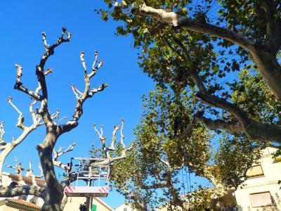 Arbres amb fulles i altres sense