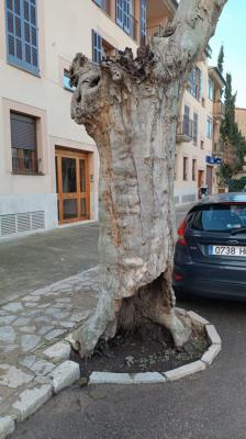 al carrer de Sa Mar hi ha mitja dotzena de plataners en mal estat.