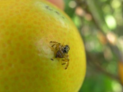 La mosca atacant una taronja