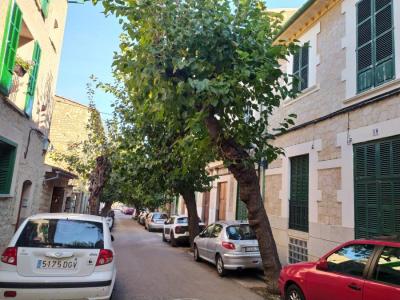 L'arbre danyat, al costat dret del carrer