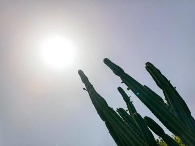 La calor ha estat molt intensa aquests dies