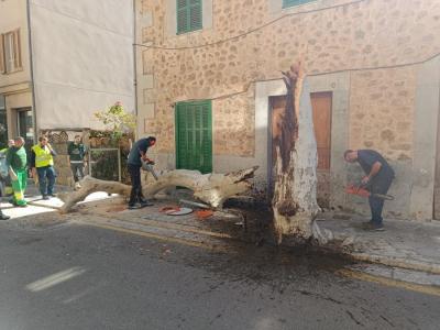 L'arbre estava podrit.