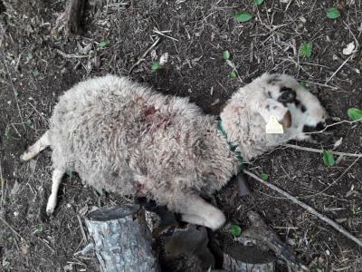 Un dels animals morts, en una imatge que ens ha fet arribar el seu propietari.