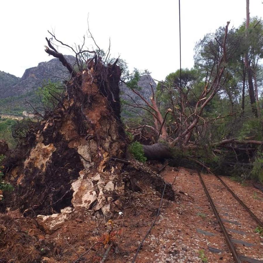 Un arbre tombat damunt la via