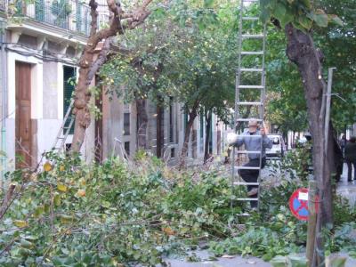 Imatge d'arxiu d'una poda efectuada a Sóller