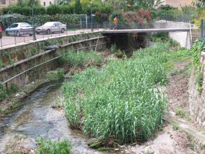 El canyar talat creix amb força