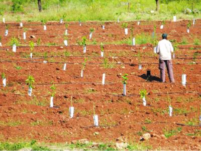 A la finca de Son Puça es va fer una plantació ara fa un any.