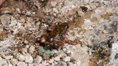 S'han comptabilitzat 14.000 exemplars