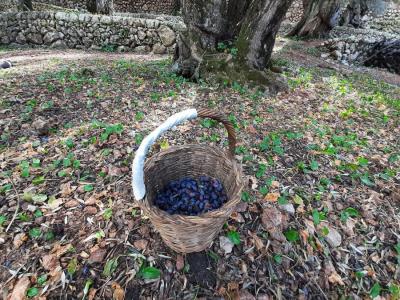 Més de la meitat de l'oliva negra es destinarà a la producció d'oli.