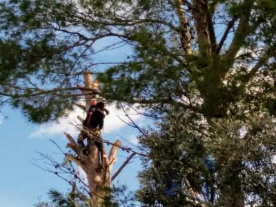Operaris treballant en la tala dels arbres.