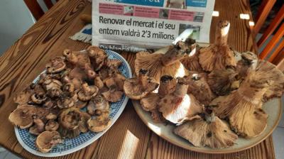 Dos plats trobats aquests dies.