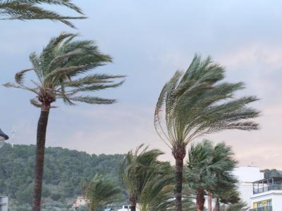 Palmeres del Port afectades pel vent