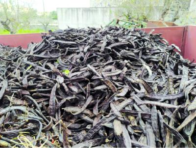 Un contenidor ple de garroves.