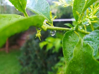 Unes plantes banyades, avui dematí