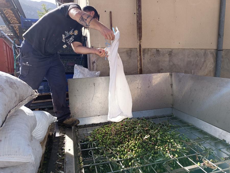 La producció d’oli serà inferior en comparació a la campanya passada.