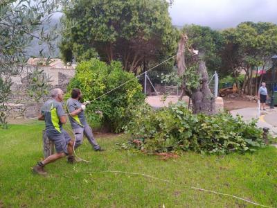 Els operaris durant les labors de tala, avui